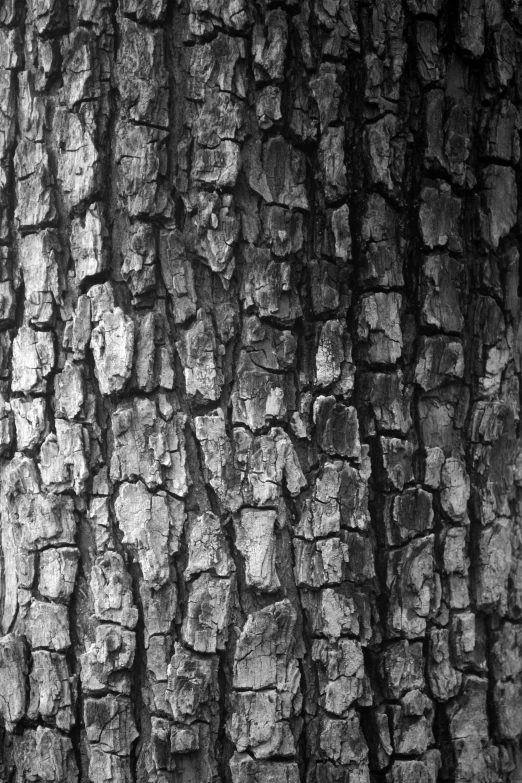 a black and white photo of a tree trunk, ((trees)), wallpaper”, arrendajo in avila pinewood, natural materials :: high detail