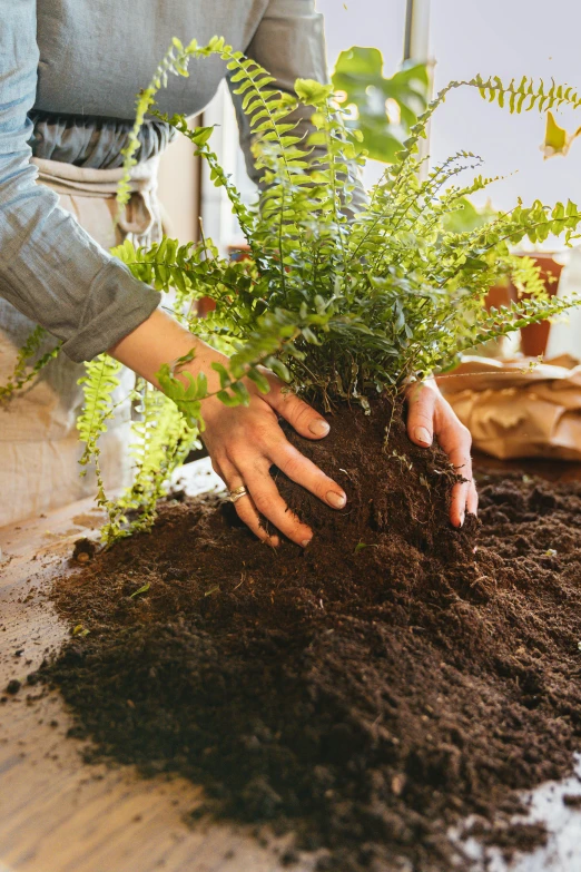 a woman standing over a pile of dirt next to a potted plant, trending on pexels, environmental art, fern, creating a soft, garden at home, middle close up composition