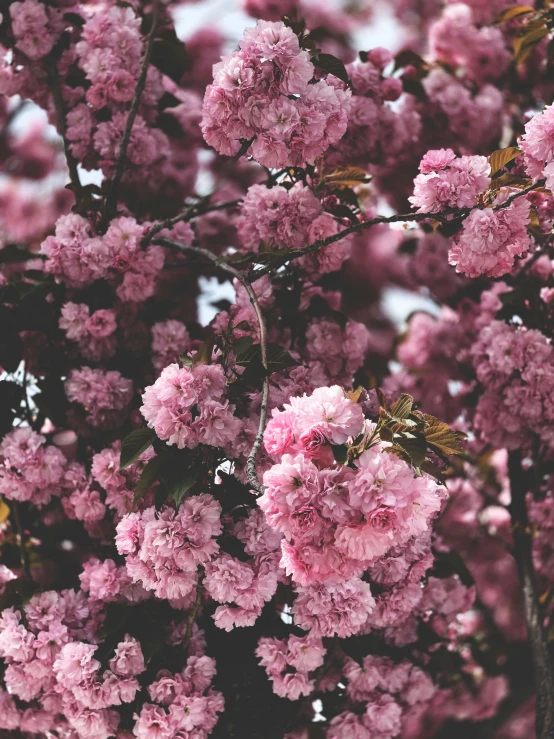 a bunch of pink flowers on a tree, by Dulah Marie Evans, trending on unsplash, 🎀 🧟 🍓 🧚, instagram story, may), made of flowers