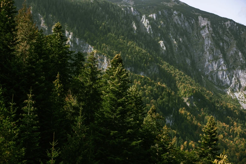 a view of a mountain with trees in the foreground, by Emma Andijewska, unsplash contest winner, big green trees, steep cliffs, hemlocks, a wooden