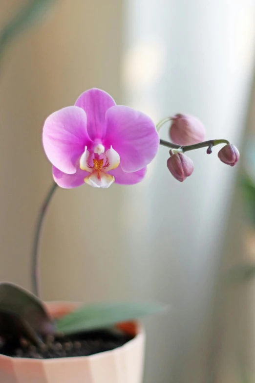 a close up of a flower in a pot, by Pamela Drew, moth orchids, over the shoulder, soft light 4 k in pink, comforting