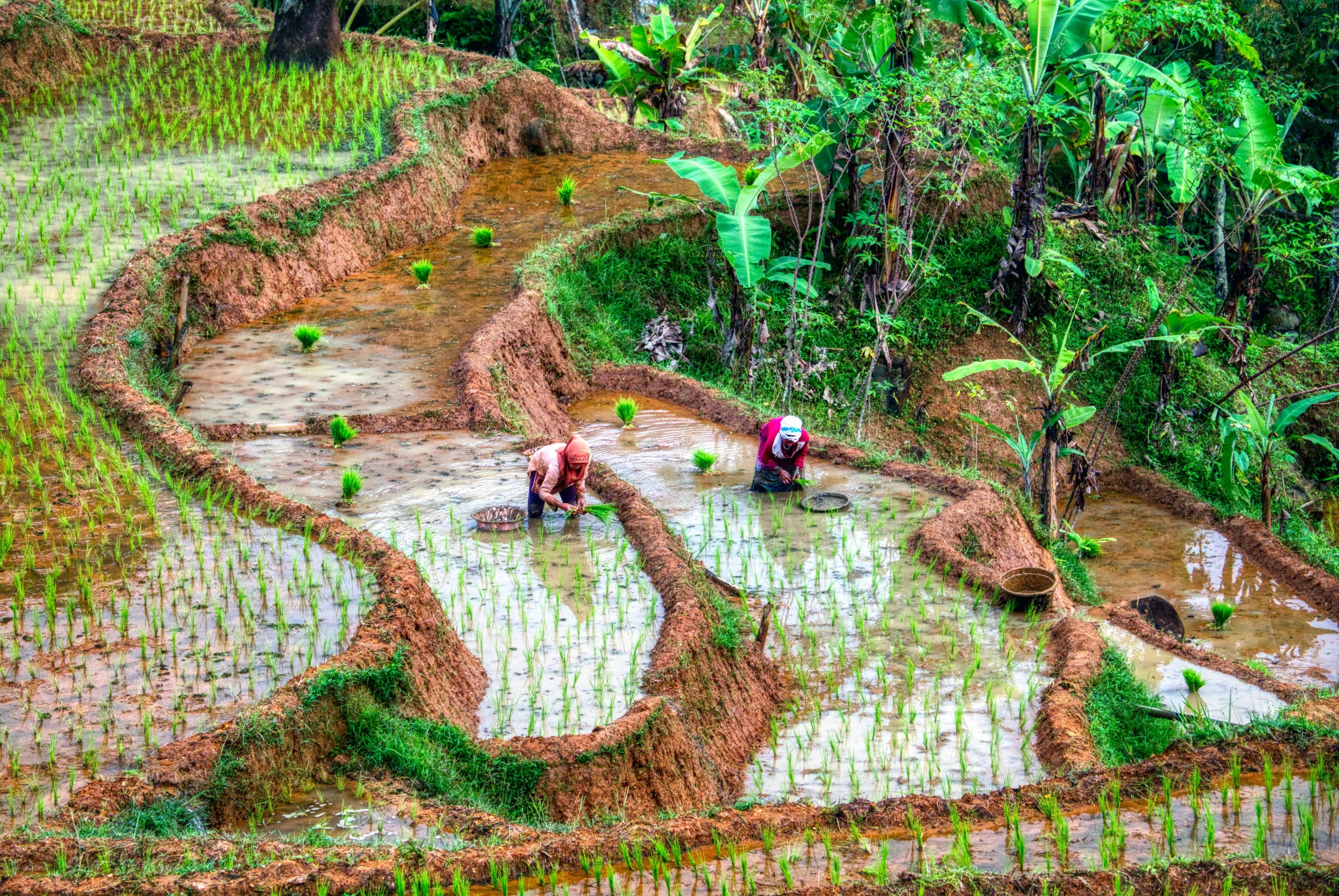 a group of people working in a rice field, a mosaic, pexels contest winner, sumatraism, lush oasis, thumbnail, gardening, sri lanka