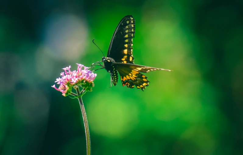 a butterfly that is sitting on a flower, by Carey Morris, pexels contest winner, black and green, post processed 4k, in profile, wingspan