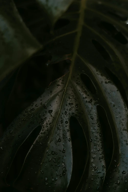 a close up of a plant with water droplets on it, trending on unsplash, australian tonalism, wlop. 4 k, monstera deliciosa, black textured, low quality photo