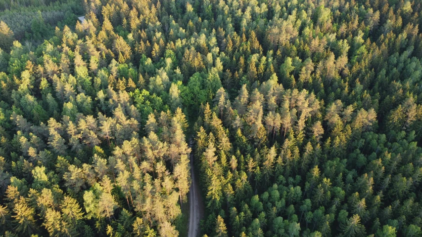 a forest filled with lots of trees next to a road, by Jaakko Mattila, hurufiyya, helicopter view, ((trees))