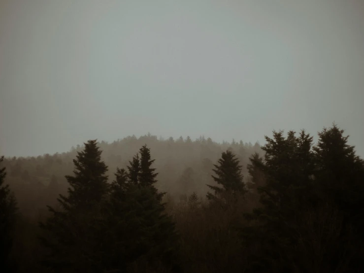 a black and white photo of trees in the fog, inspired by Elsa Bleda, unsplash contest winner, tonalism, mountains in distance, muted browns, muted green, fir trees