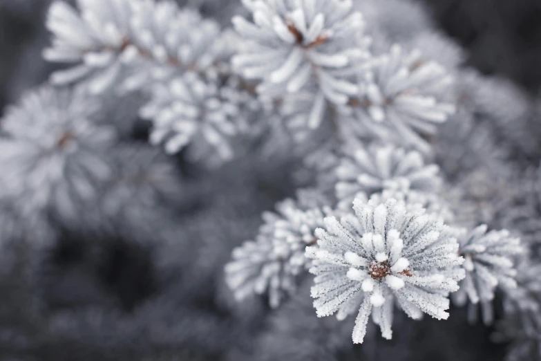 a close up of a pine tree covered in snow, inspired by Arthur Burdett Frost, unsplash, cryogenic pods, grey and silver, flowers, thumbnail