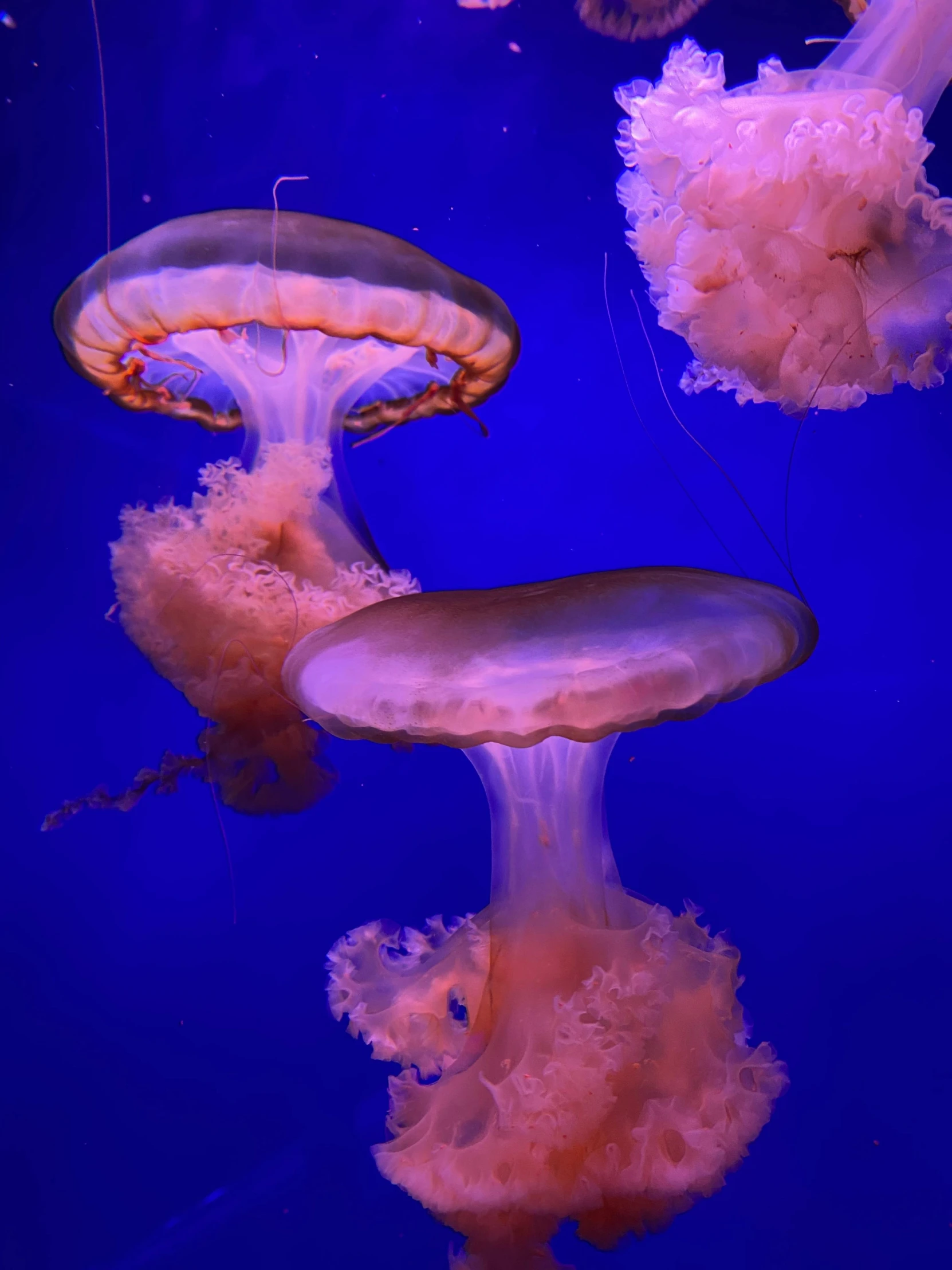 a group of jellyfish swimming in an aquarium, an album cover, unsplash, multiple stories, low quality photo