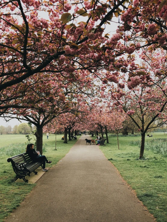 a person sitting on a bench under a tree, by Rachel Reckitt, unsplash contest winner, visual art, lush sakura trees, wide long view, london, 🎀 🗡 🍓 🧚