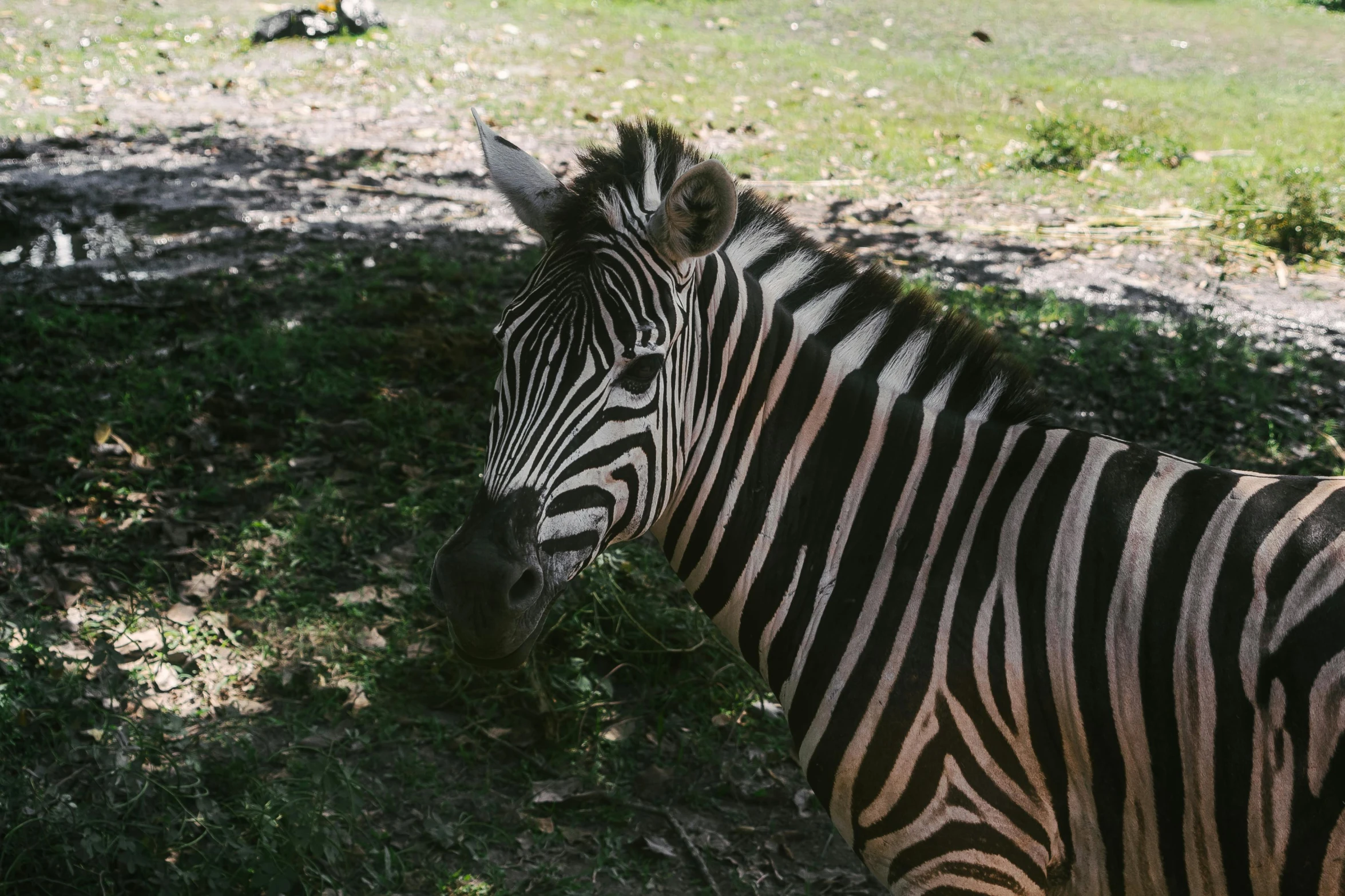 a zebra standing on top of a lush green field, dreamworld, profile image, sydney park, eating