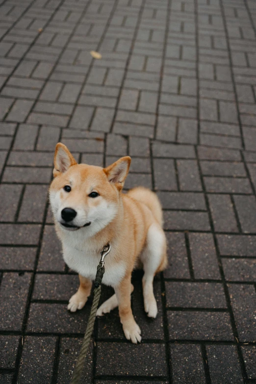 a small brown and white dog on a leash, inspired by Shiba Kōkan, unsplash, mingei, paved, in london, low quality photo, frontal pose