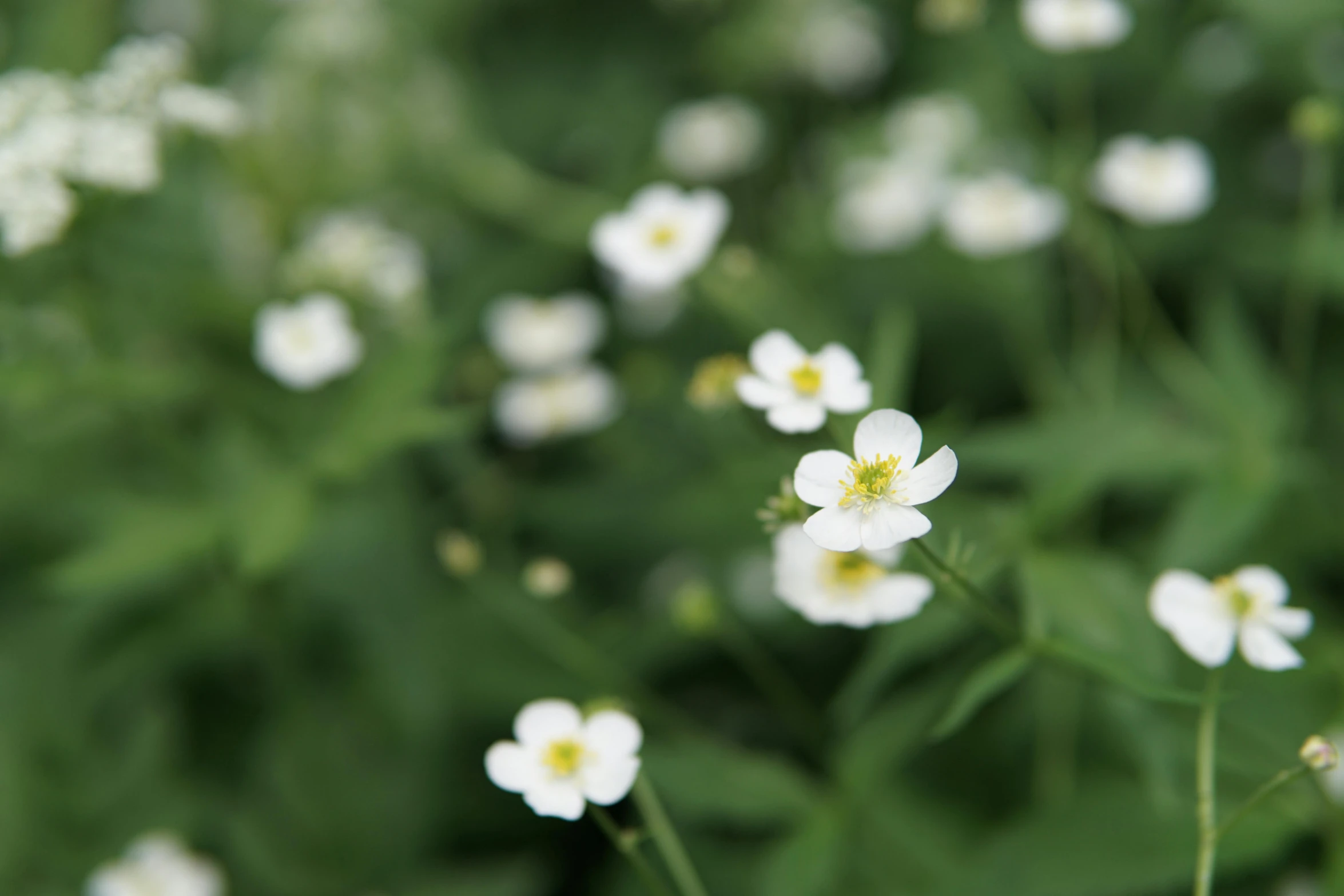 a bunch of white flowers sitting on top of a lush green field, by Sylvia Wishart, unsplash, forest floor, tiny stars, botanic garden, edible flowers