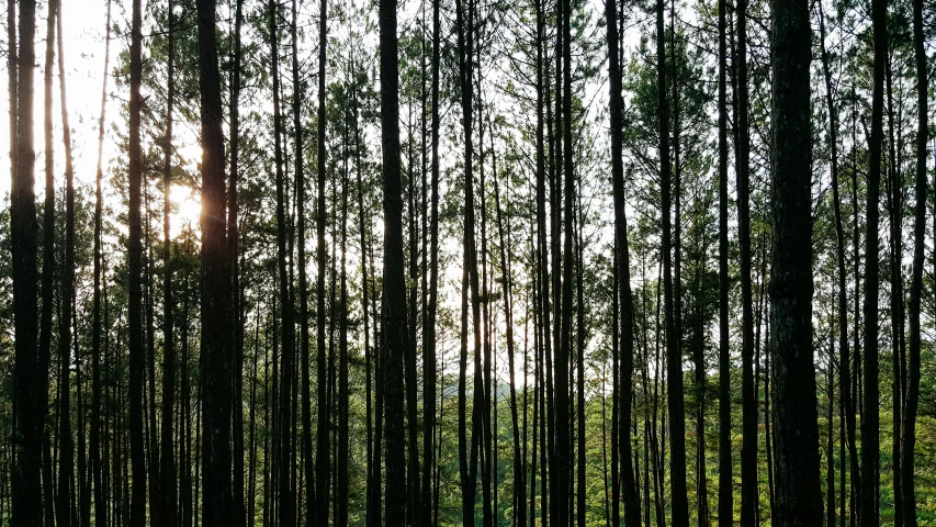 a forest filled with lots of tall trees, a picture, unsplash, hurufiyya, ((trees)), late afternoon sun, shot on iphone, indian forest