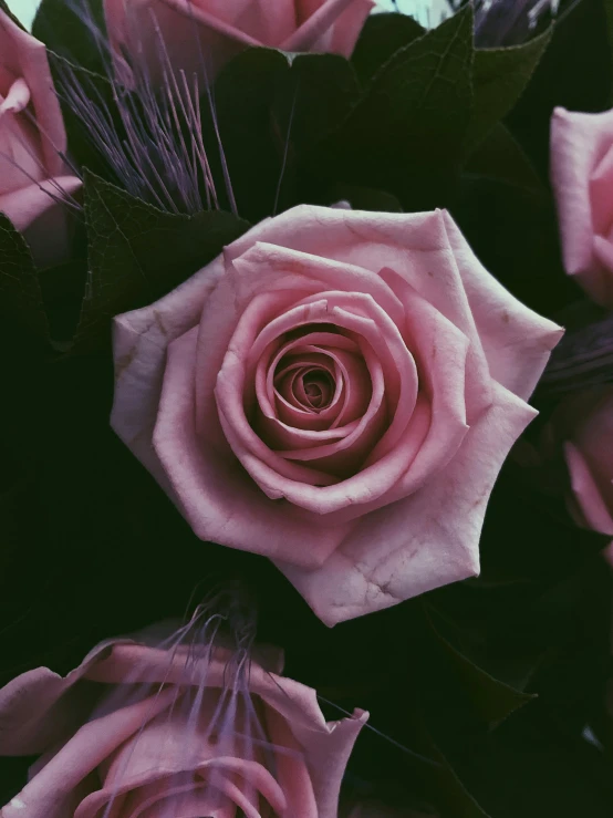 a bouquet of pink roses sitting on top of a table, dark purple tones, ((purple)), zoomed in, ((pink))