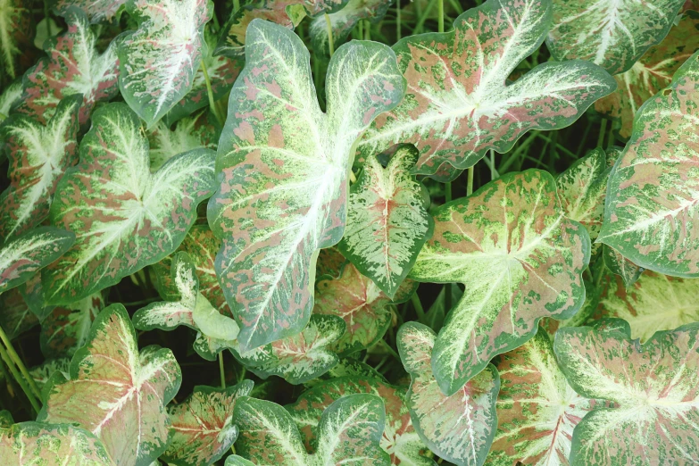 a close up of a plant with many leaves, by Jane Freeman, mottled coloring, shades green and red, terrestrial paradise, creamy