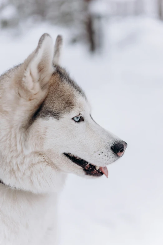 a close up of a dog in the snow, by Eero Järnefelt, pexels contest winner, bauhaus, silver，ivory, close - up profile face, inuit, high quality photo