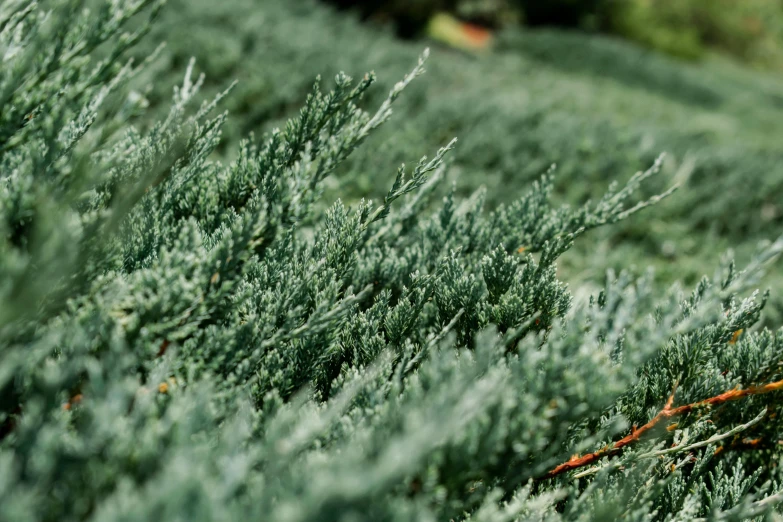 a red fire hydrant sitting on top of a lush green field, a macro photograph, by Carey Morris, hurufiyya, blue bonsai, cedar, texture detail, blue - green tones