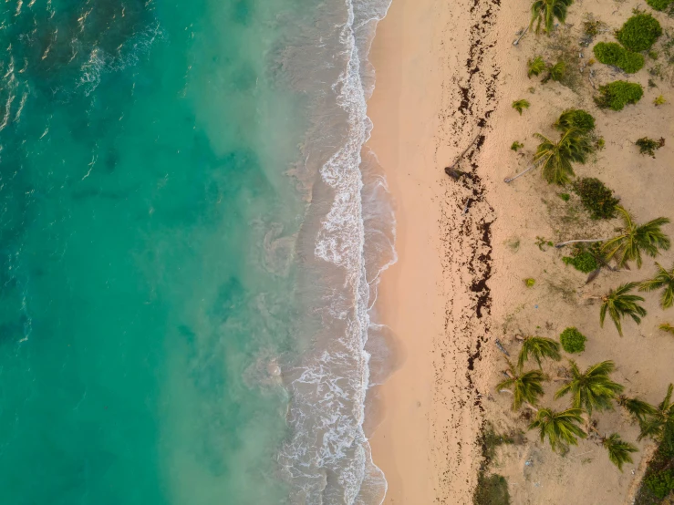 an aerial view of a beach with palm trees, by Robbie Trevino, pexels contest winner, cresting waves and seafoam, sandy colours, thumbnail, caribbean