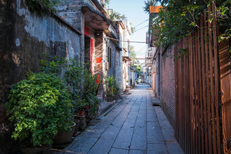 a narrow alley is lined with potted plants, inspired by Cui Bai, dappled in evening light, journalism photo, grey, fan favorite