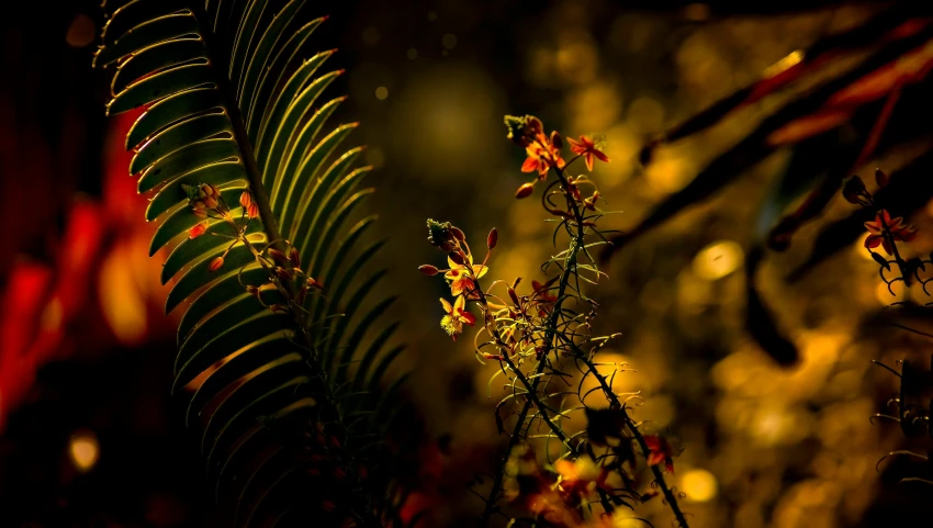 a close up of a plant with red flowers, inspired by Elsa Bleda, art photography, among wonderful golden fireflies, flame ferns, color ( sony a 7 r iv, digital artwork