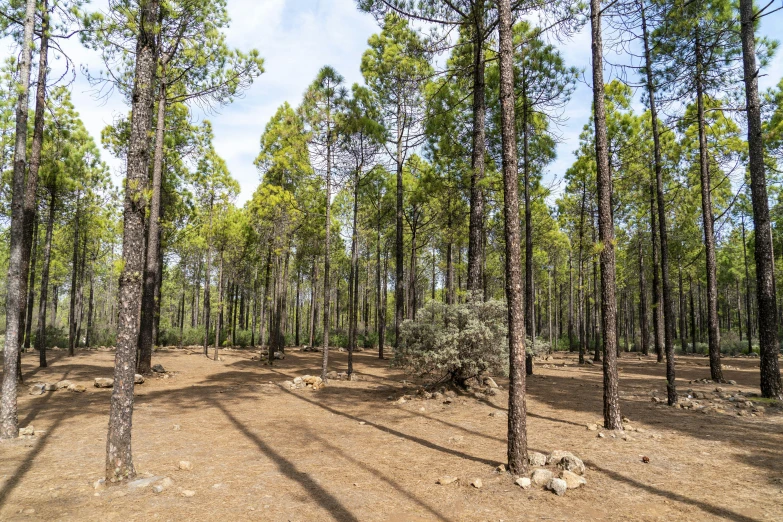 a forest filled with lots of trees and rocks, by david rubín, unsplash, land art, in chuquicamata, sparse pine forest, with fruit trees, ((forest))