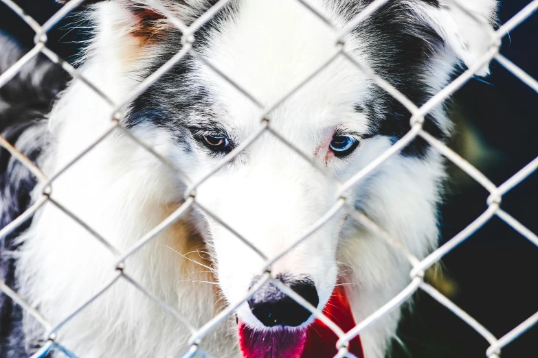 a close up of a dog behind a chain link fence, pexels contest winner, white wolf with blue eyes, siberian husky, an abandoned, patterned