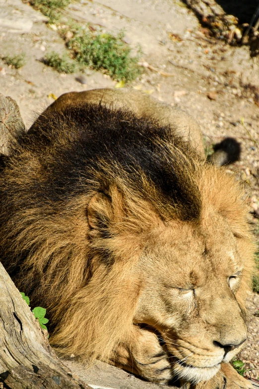 a close up of a lion laying on a log, clean shaven!!!!, his hair is messy and unkempt, in the sun, no crop