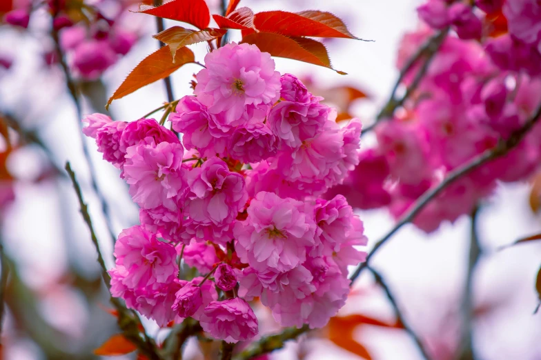 a bunch of pink flowers on a tree, by Julian Hatton, pexels contest winner, sōsaku hanga, no cropping, dynamic closeup, high quality photo, crimson