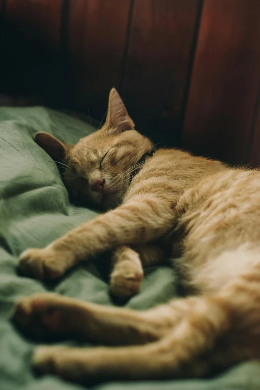 a cat that is laying down on a bed, unsplash, renaissance, garfield the cat, sleepy feeling, a green, gif
