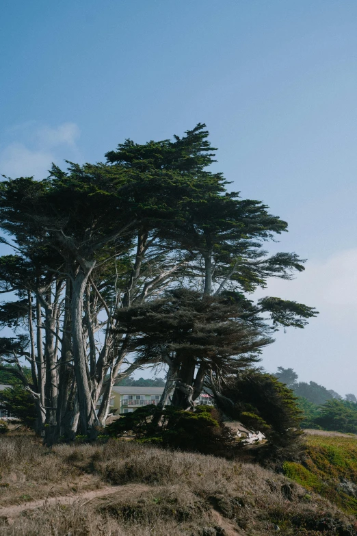 a couple of trees sitting on top of a lush green hillside, an album cover, inspired by William Trost Richards, unsplash, beachfront, exterior botanical garden, cedar, preserved historical