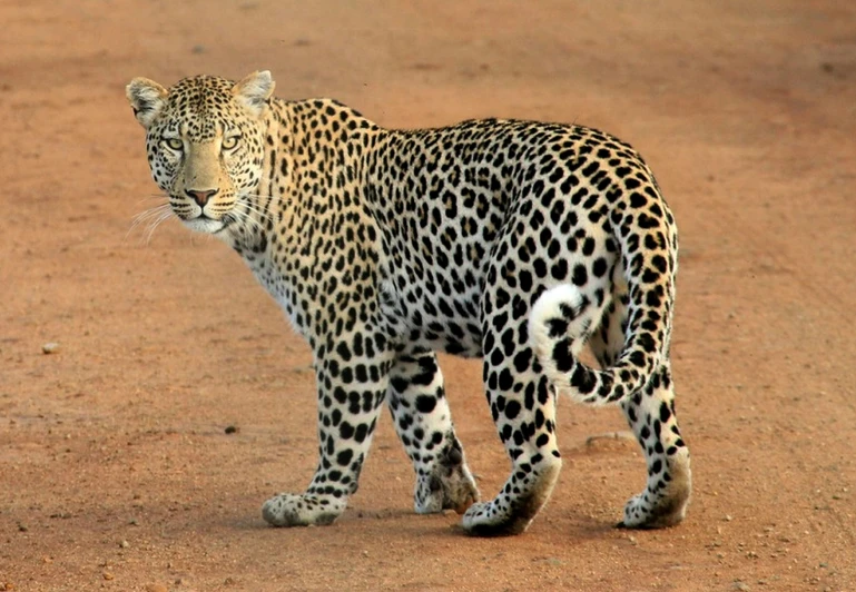 a leopard walking across a dirt road, posing for a picture, white with chocolate brown spots, loin cloth, an intricate