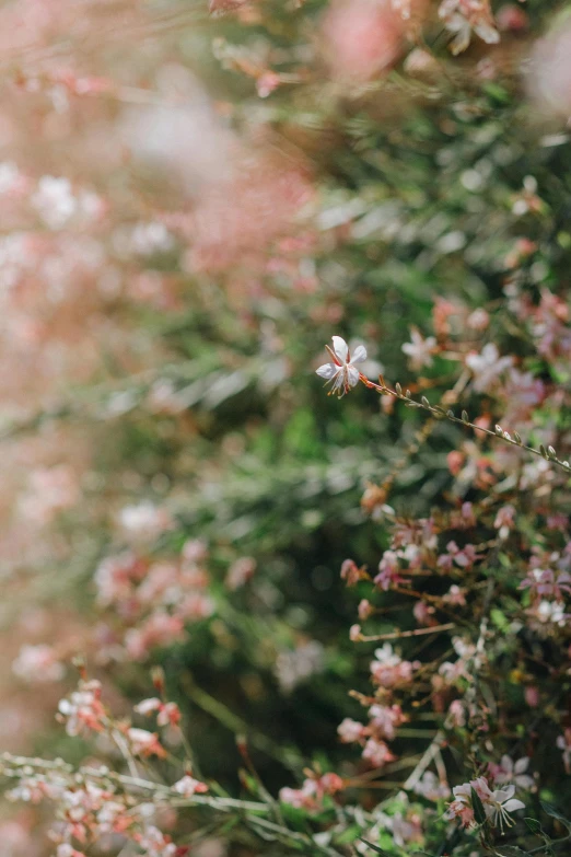 a red fire hydrant sitting on top of a lush green field, trending on unsplash, almond blossom, faded pink, manuka, full frame image