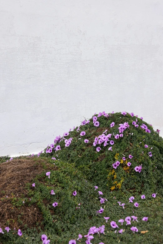 a red fire hydrant sitting next to a pile of purple flowers, inspired by Andy Goldsworthy, land art, white wall, made of bonsai, miniature cosmos, ignant