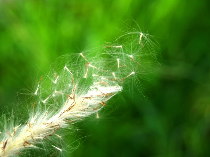a close up of a flower with a blurry background, a macro photograph, pexels contest winner, hurufiyya, feathery fluff, green plant, 15081959 21121991 01012000 4k, abundant fruition seeds