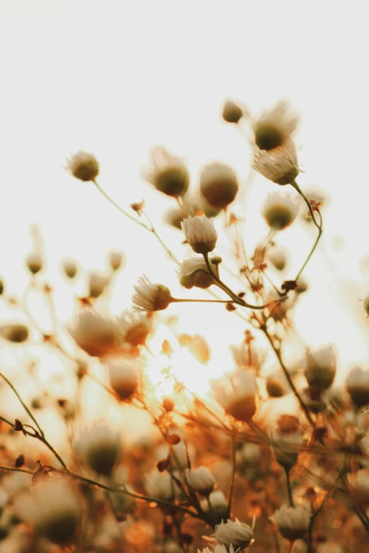 a field of flowers with the sun in the background, an album cover, inspired by Elsa Bleda, romanticism, lots of cotton plants, slightly out of focus, willow plant, puffballs