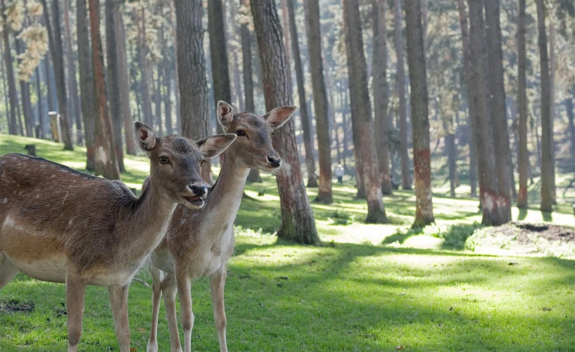 a couple of deer standing on top of a lush green field, pexels contest winner, art nouveau, arrendajo in avila pinewood, turkey, ready to eat, in a row