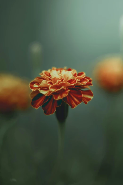 a close up of a flower in a field, inspired by Elsa Bleda, unsplash, dark orange, marigold, paul barson, red and white flowers