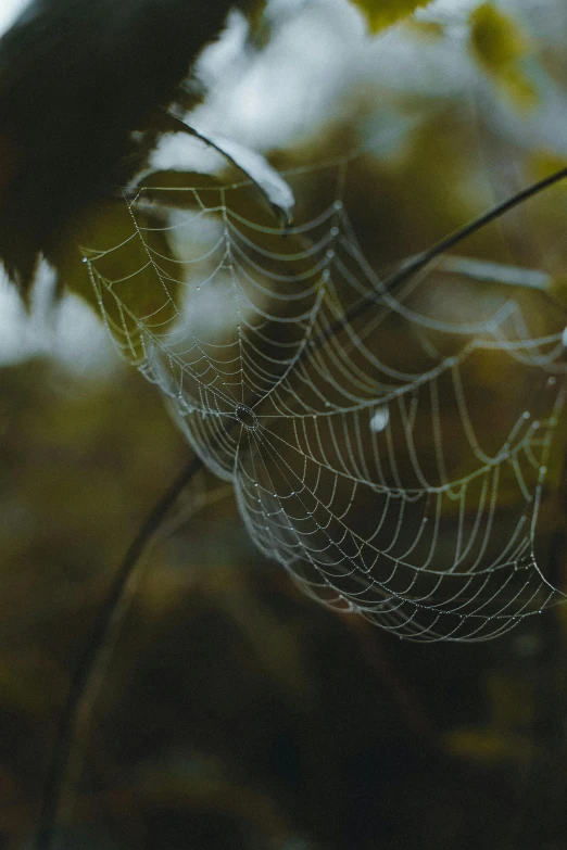 a spider web hanging from a tree branch, a macro photograph, by Niko Henrichon, unsplash, paul barson, illustration, misty and wet, commercially ready