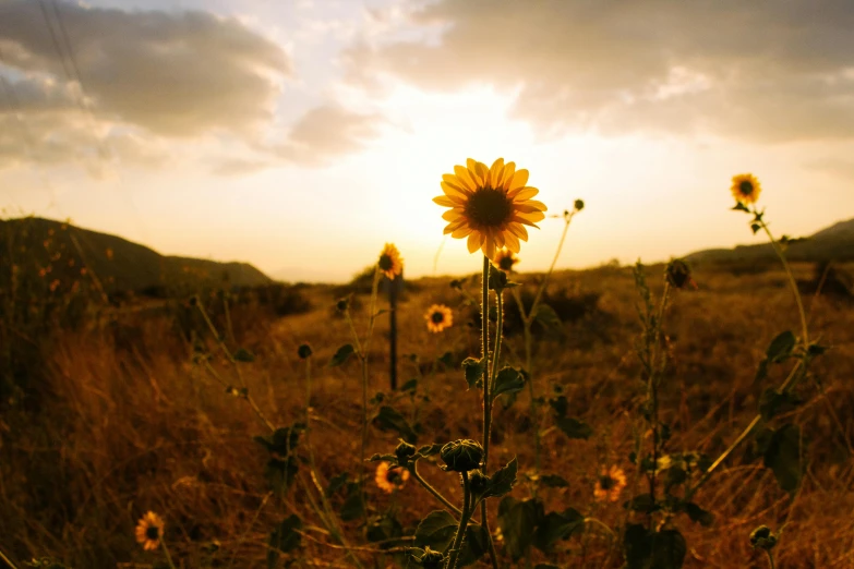 a field of sunflowers with the sun setting in the background, pexels contest winner, desert flowers, brown, sunset in a valley, atmospheric artwork