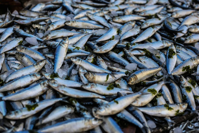 a pile of small fish sitting on top of a table, by Julia Pishtar, trending on pexels, mediterranean fisher village, full of silver layers, blue, umami