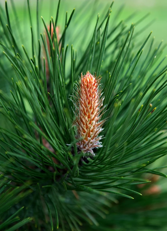 a close up of a pine tree with a flower, spiky orange hair, green foliage, multi-part, serrated point