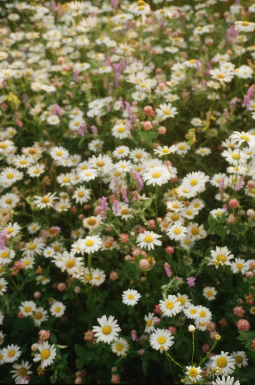 a field full of white and pink flowers, gold flaked flowers, taken in the late 2000s, lots of little daisies, botanicals