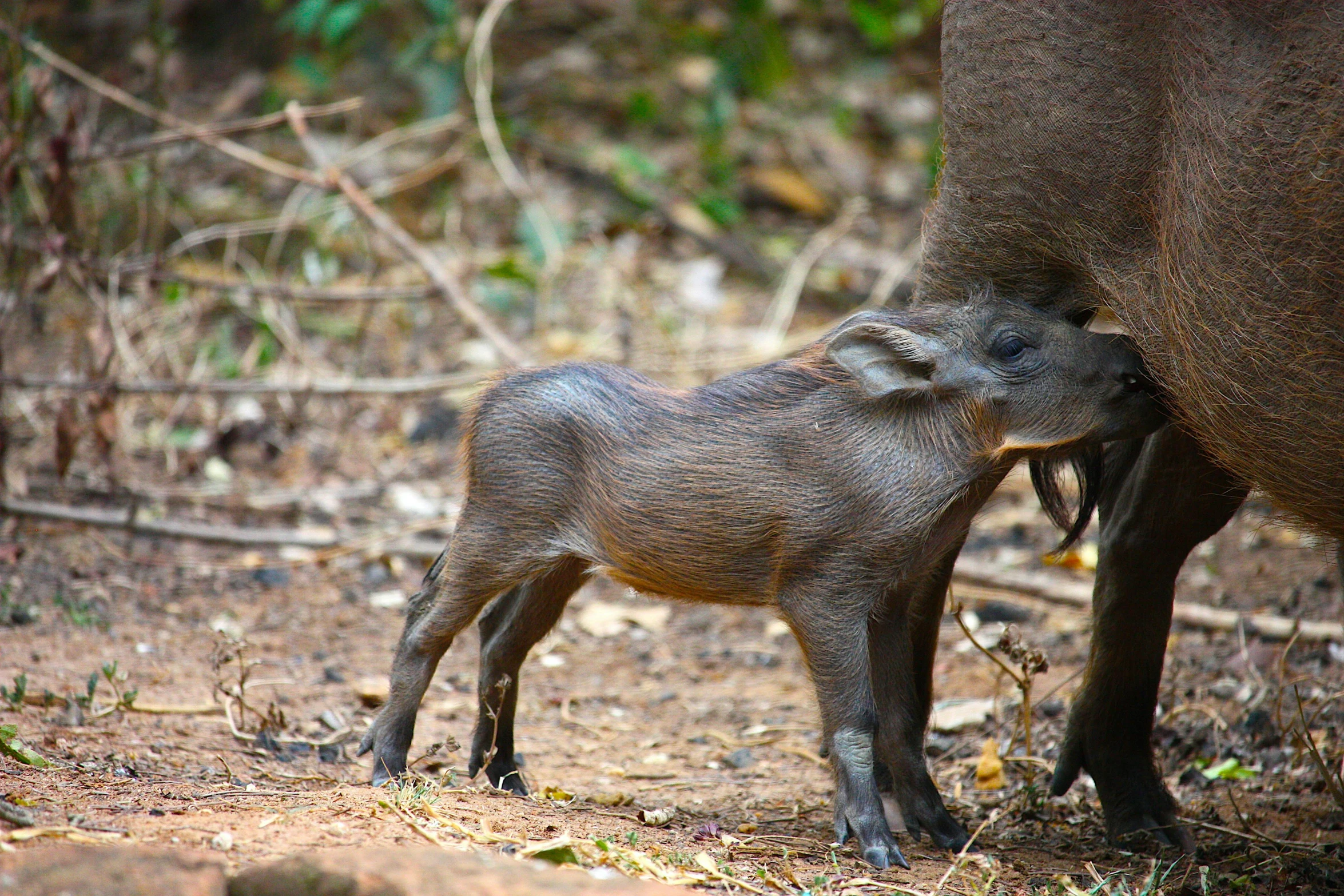 a baby warthog standing next to an adult warthog, pexels contest winner, laos, thumbnail, kissing, “ iron bark