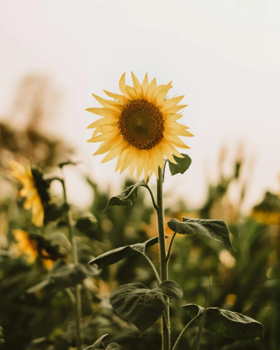 a sunflower in the middle of a field, a picture, pexels contest winner, trending on vsco, softly lit, slight overcast, slightly tanned