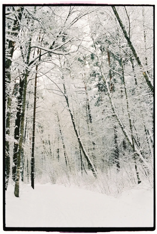 a black and white photo of a snowy forest, a photo, unsplash, romanticism, taken with polaroid kodak portra, minn, back