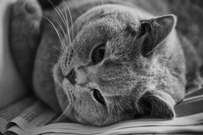 a black and white photo of a cat laying on a book, a black and white photo, pixabay, beautiful well rounded face, dressed in a gray, portrait of a big, shy