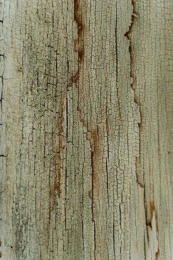 a close up of a piece of wood with peeling paint, a macro photograph, unsplash, background image, alessio albi, charts, tree