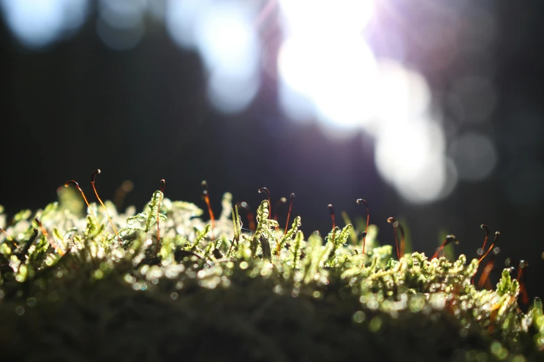 moss growing on a rock with the sun shining in the background, a macro photograph, unsplash, hurufiyya, beetles running through the moss, looking down at the forest floor, concert, lit from behind