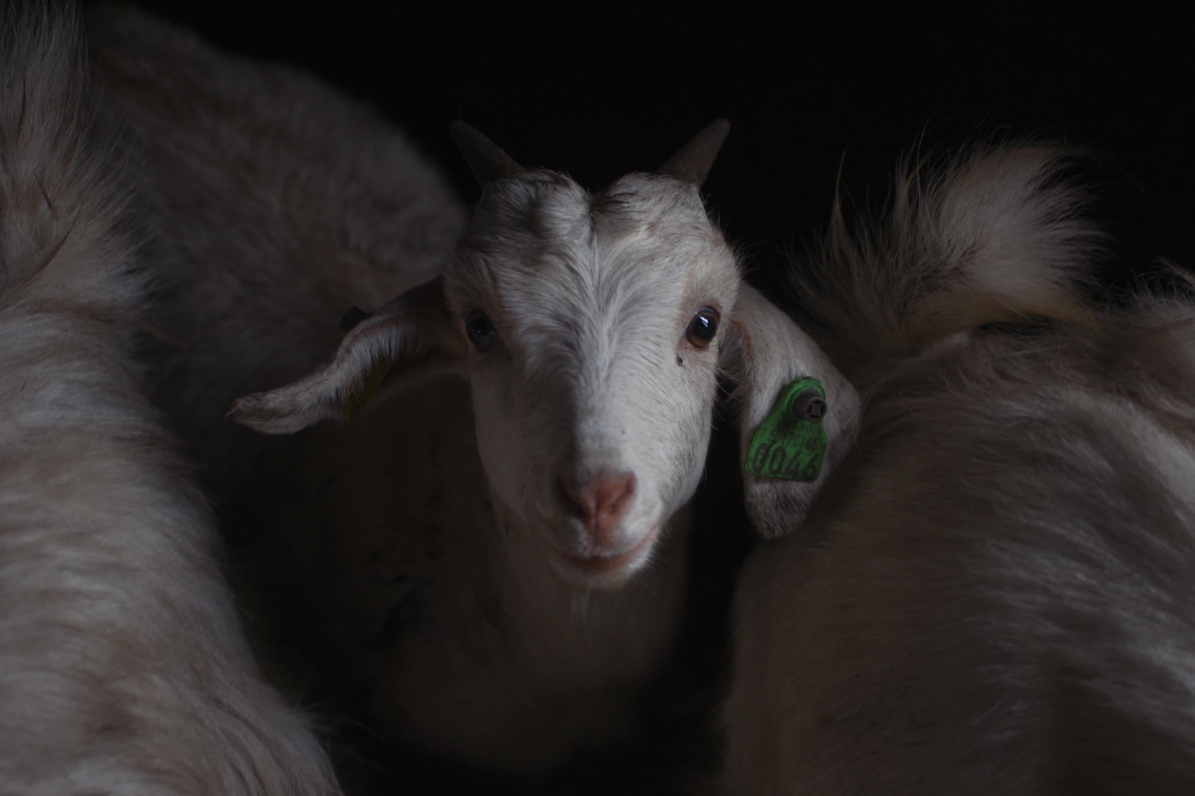 a couple of goats standing next to each other, by Elsa Bleda, photorealism, green glowing eyes, close-up portrait film still, 2022 photograph, shot on sony a 7