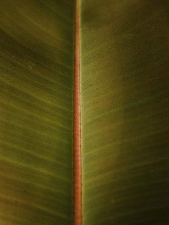 a close up view of a banana leaf, a macro photograph, by Nathalie Rattner, renaissance, olive green and venetian red, organic lines, portrait of small, semiabstract